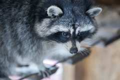 raccoon-4