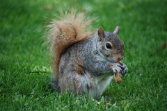 squirrel-1