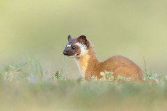 weasel-1